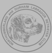 Northumberland and Durham Labrador Retriever Club
